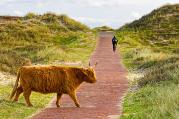 A Scottish Highland cattle in the North Holland dune reserve crossing the trail. A biker in the...
