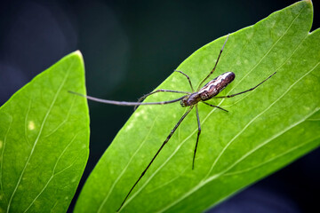 Gemeine Streckerspinne ( Tetragnatha extensa ).