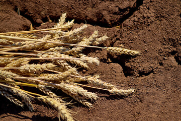 Lost dried wheat crop theme. Wheat ears and rye lie on dry, cracked ground. selective focus,...