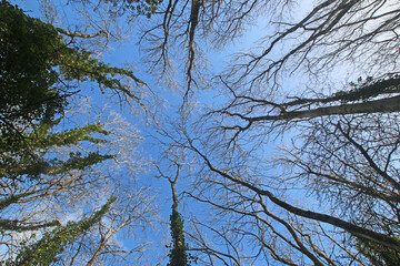 	
Looking up at trees in winter	