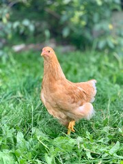 the chickens on the farm