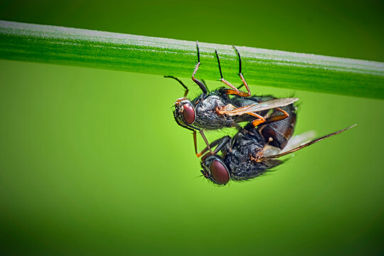 Kopulierende Stubenfliegen (  Musca domestica ).