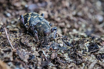 Fichtenrüsselkäfer ( Hylobius abietis ).
