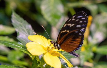 Schmetterling