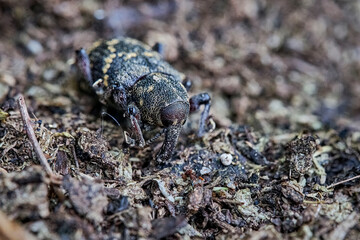 Fichtenrüsselkäfer ( Hylobius abietis ).