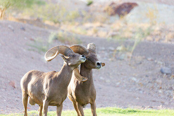 Protected pair of desert bighorn sheep Ovis canadensis nelsoni consider locking horns to battle in the grassy meadow