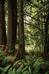 Obraz premium Douglas fir trees in the forest with ferns