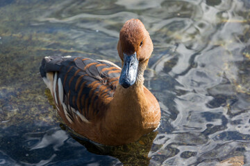Fulvous Whistling Duck (Dendrocygna bicolor) by the edge of the lake