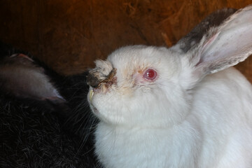Rabbit with overgrown teeth. rabbit after an illness. malocclusion. the rabbit has a swollen nose. festering wound.