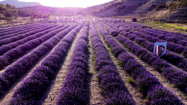 aerial view Lavender fields stock photo