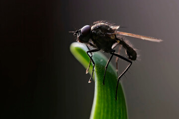 Blumenfliege ( Anthomyiidae ).