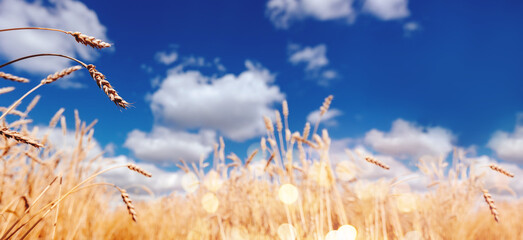 Ears of golden wheat field. Beautiful rural harvest background sunlight with blue sky, down view