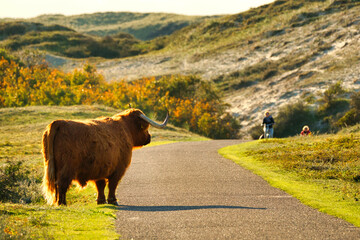 A Scottish Highland cattle in the North Holland dune reserve standing next to a trail, looking to two tourists with bikes. Schoorlse Duinen, Netherlands. - obrazy, fototapety, plakaty