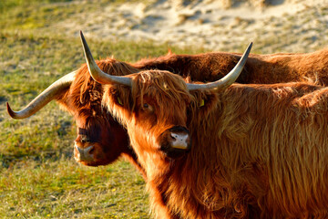 Portrait of two Scottish Highland cattle, a bull and a cow, in the North Holland dune reserve. Schoorlse Duinen, Netherlands.