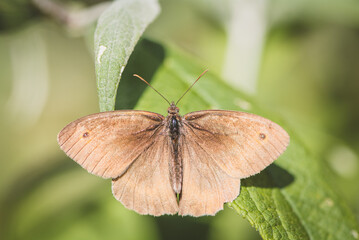Schmetterlinge