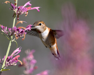Fototapeta premium hummingbird with pink flowers