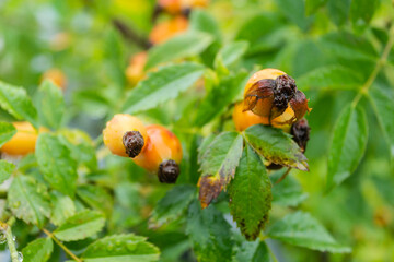 Rosa canina. A wild rosehip bush with ripe fruits wet with autumn raindrops. 