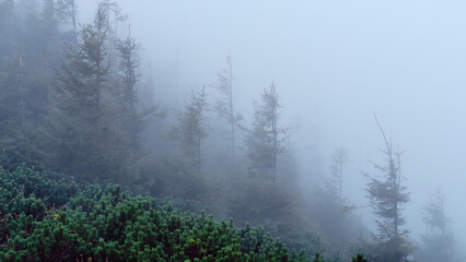 Rhododendron and coniferous trees in the fog
