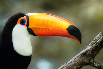 side view of a toco toucan with an orange and yellow beak looking at the camera on a natural background