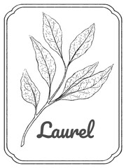 Laurel ink sketch. Isolated on white background. Hand drawn vector illustration. Doodle monochrome outline. Green herbs, vegetable.