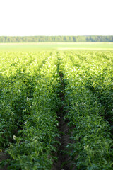 potato field during potato flowering. agriculture, cultivation of natural food on an industrial scale