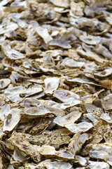 Lots of empty oyster shells after being eaten