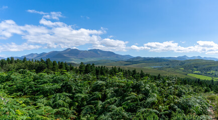 Obraz premium green summer ferns and the Glencar valley on the Dingle Peninsula of County Kerry