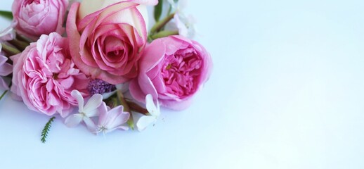 Delicate pink roses on a white background. Festive flower arrangement. Background for a greeting card.