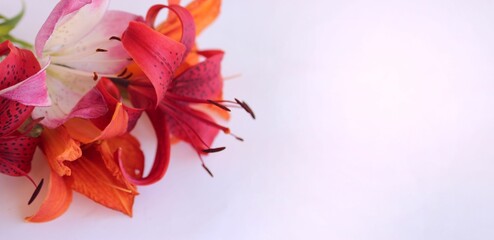 A festive bouquet with red lilies on a white background. A bright floral arrangement. Background for a greeting card.