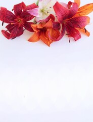 A festive bouquet with red lilies on a white background. A bright floral arrangement. Background for a greeting card.