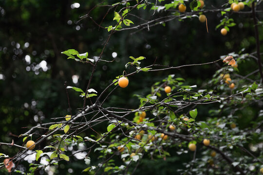Yellow cherry plum on a branch. Cherry plum fruits on a tree. The fruits of a yellow plum on a tree branch in a summer garden. Ripe yellow berries on a branch with green leaves.