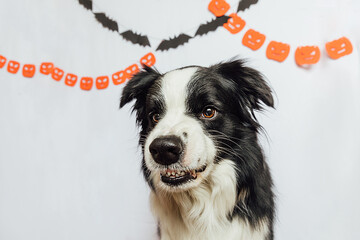 Trick or Treat concept. Funny puppy dog border collie with scary and spooky funny smiling halloween...