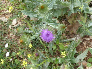 Causse du M&eacute;jean