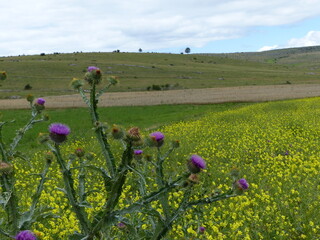 Causse du M&eacute;jean
