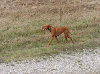 Naklejka na ściany i meble Hungarian Vizsla dog walking in the meadow by the path