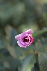 close up of a flower , macro flower portrait 