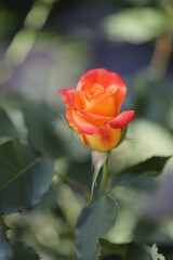 close up of a flower , macro flower portrait 