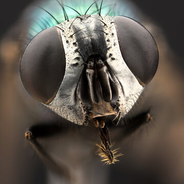 Extreme closeup of a fly, extreme macro (Focus stacking)