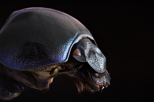 Close-up of spring dumbledor or spring dor beetle. Extreme Macro, Focus Stacking