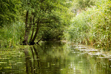 Wasserwanderung, Fluss im Wald, Wasserweg