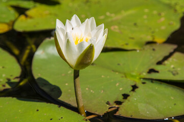 Lotus Seerose 