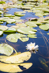 Lotus Seerose 
