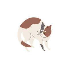 Frightened spotted cat arches its back flat style, vector illustration