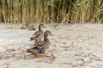 Ducks On The Beach 2 - In The Background Reeds
