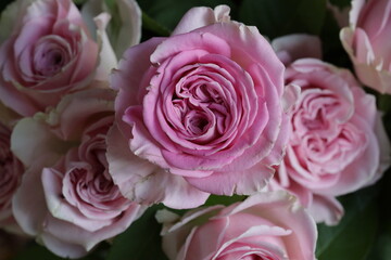 close up of a flower , macro flower portrait 