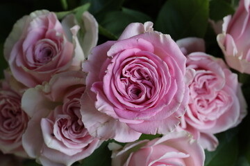 close up of a flower , macro flower portrait 