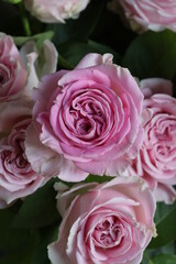 close up of a flower , macro flower portrait 