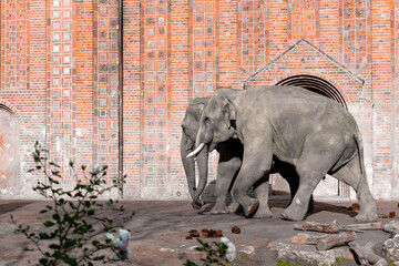 Two Elefant Walking In The Zoo - Wall Backgroud