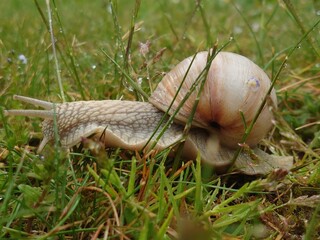 snail on the grass