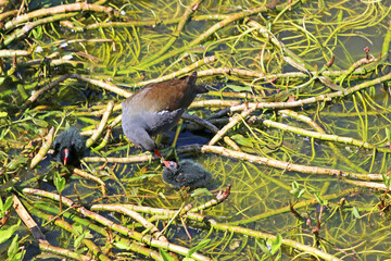 Moorhen feeding her chicks on waterweed	